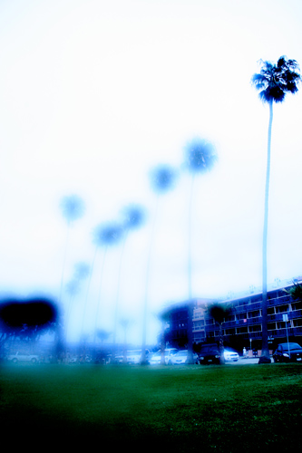 palm trees palm trees